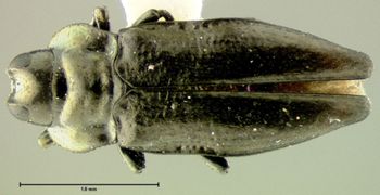 Media type: image;   Entomology 17233 Aspect: habitus dorsal view
